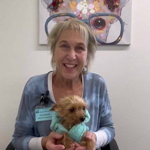 UPDATE: Enya has an adoption pending! We’d like to introduce you to a sweet little seven-year-old Yorkie named Enya. Enya has had a bit of a challenge so far, but she is definitely on the upside now and waiting for her home. If you’d like to meet Enya, please complete an application online on our website. #yorkie #healing adoptdontshop #NMDR | National Mill Dog Rescue