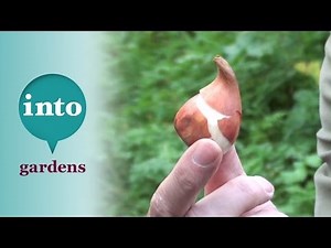 Identifying bulbs: Gardening from Blackpitts