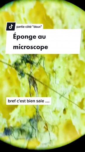 Observing a Sponge Under the Microscope