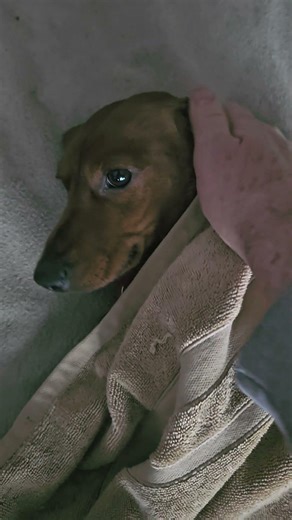 Winston the dog tells us about an upcoming layout feature on Al Pugliese Trains!