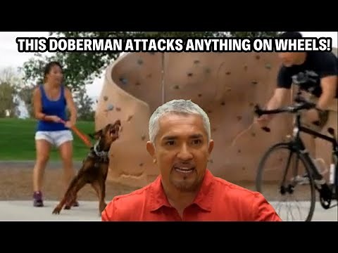 One Of My Worst Cases Ever -- A Doberman That Attacks Everything | Cesar 911 Throwbacks