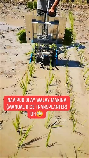 191K views · 2.3K reactions | Manual rice transplanter  #transplanter #agriculture #ricegrader #agroequipment #farmtillers #seeddrills #seedgrader #seedlingtrays #tillerblades #potatoplanter #destoner #grainsorter #fertiliserspreader #thresher #cutterthresher #chhibberagriequipments #sprayers #trolley #tractors #agri #seedcleaning #sprayerpump #handtools #loader #plough #agro #equipments #agriequipments #fertiliserdrill #horticulture | Glen M Ibanez | Facebook