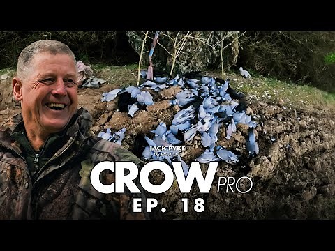New Gun, Big Bag – Andy Crow Shoots Pigeons in the new CROWpro EP.18 | Fieldsports | Pigeon Shooting