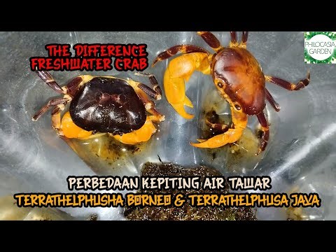 Perbedaan Kepiting Air Tawar Terrathelphusa Borneo & Terrathelphusa Java
