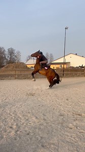 259K views · 1.5K reactions | He tried so hard to dump her ctto:elviraaalkman #fyp #horse #horseriding #viralreels #trendingreels #followers #funnyreels #fails #amazing #equestrian | Isabella Cavaliere | Facebook