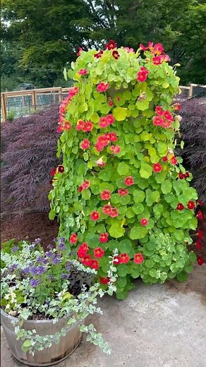 A Living Humming Bird Feeder!