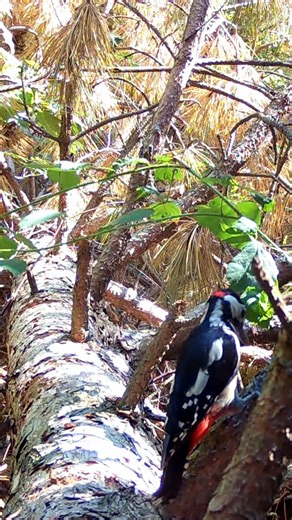 4.5K views · 2.7K reactions | A tree is never just a tree  it's a...