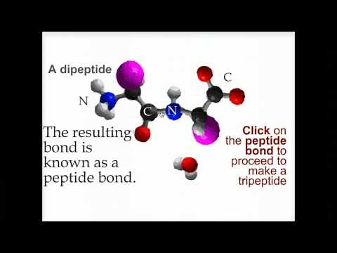 Peptide bond formation - Biofundamentals