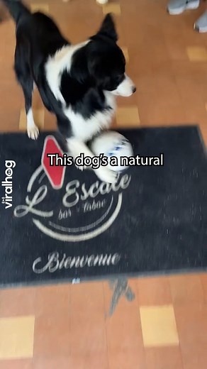 42K views · 292 reactions | This Border Collie has some impressive skills ⚽勞 #Viralhog #BorderCollies #Dogs #Soccer #Football | ViralHog | Facebook