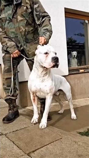 top 3 powerful dog Cane corso Rottweiler vs kangal dog