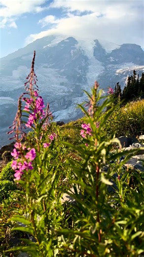 The Skyline Trail is one of the best hikes in Mount Rainier National Park — and here’s why ⬇️ Located in the Paradise area, the Skyline Trail is a moderate-to-strenuous loop that takes you through wildflower meadows, alpine ridges, and some of the closest on-foot views of Mount Rainier you can get without technical climbing. • Distance: ~5.5 miles (loop) • Elevation gain: ~1,700 ft • Starting point: Paradise Visitor Center • Best time to hike: July–September (depending on snowpack) On a clear da