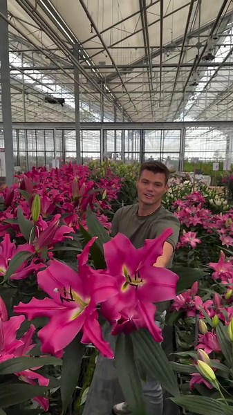 At @Bredefleur, they always looking for new or special Lilies. What do you think of these giant pink ones? Did you ever seen such a big Lilium flowers? Should Bredefleur consider to put this one in their program? #lillies #lily #lilium #liliums @Thursd