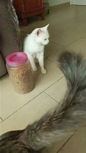 Time Machine Cats !!!! Longest Daily Cat's Story