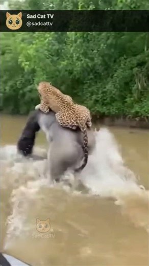 Gorilla Runs Toward Boat With a Leopard Clinging to Its Back… Then Chaos Erupts 😱
