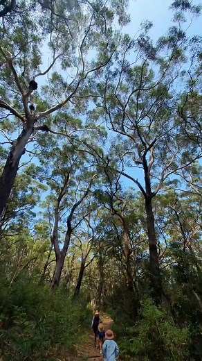 Come with us on a hike across the famous 'Spit' in Fingal Bay to explore Fingal Island 🙌💙. Check out the epic lighthouse and our Octopus mate 'Octy' 🐙🤙... we watched him for ages hunting little fish and crusing the rock pools. Once we were back across the tide dependent sand bridge, we enjoyed a well deserved swim 👌💦 Have you been to Fingal Island? (Make sure you check tide times before your adventure 👍) Port Stephens | Visit NSW #incrediblebynature #portstephens #feelNSW | The Blonde Nom