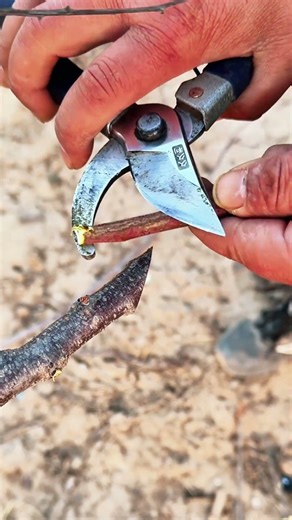 Cut each spliced ​​branch at an angle #shorts