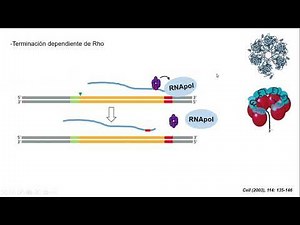 Transcripción en bacterias 2/2