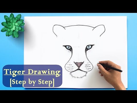 How to Draw a Tiger step by step ॥ Easy Tiger Drawing for Beginner