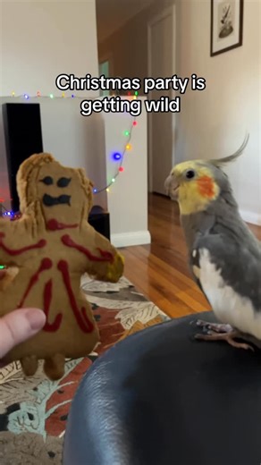 AlexTheHonkingBird on Instagram: "#cockatiel #birb #birds #Christmas"