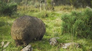 The backside of a fat fluffy wombat eating grass