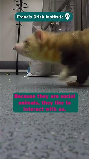 Lab Life Ep12 #lablife #animalscience #ferret #scienceshorts