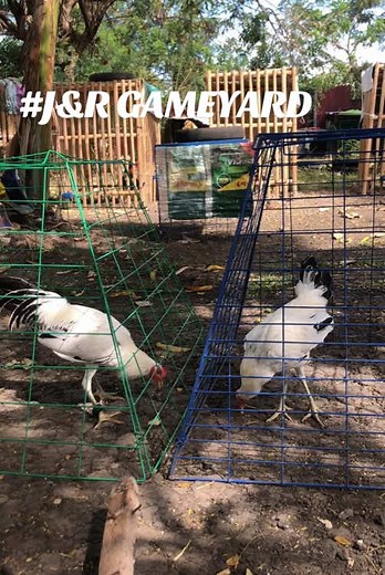 RRZN white streame,white stremaer hennie #kanawayon #kanawayonhatch #fyp #simplengsabungero #chicken #batangsabungero #backyardvibes #bloodline