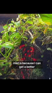 This is my 1,000 day old indoor ecosystem simulation!!! #fb #fbvideo #video #foryou #foryoupage #terrarium #vivarium #ecosystem #simulation #simulatinganecosystem #livingart #poisondartfrog #vivarium #bioactive #bioactiveecosystem #paludarium #indoorgarden #indoorecosystem #exotic #exoticpet #fypシ゚viralシfypシ゚viralシalシ #fypviral #reel #reels #truenominal #foryoupage #thumbnaildart #poisondartfrog #ranitomeya #poisonarrowfrog #fantastica #amphibian #exoticplant #indoorgarden #plants #indoorplants 