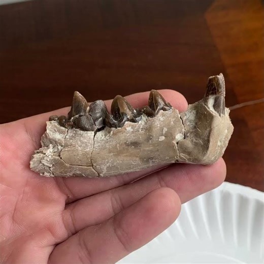 Sweet Dinictis saber cat jaw from the Chadron formation