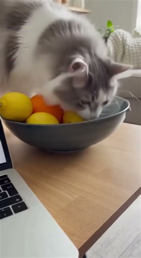 Cats Being Absolute Chaos… The Ultimate Fail Compilation 😂🐱 #funny #catvideos #cute