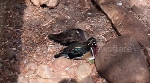 Duck-calling a mallard