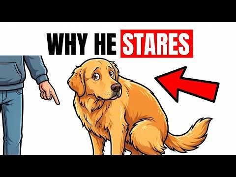 Why Dogs Stare at You While Pooping? (Science Explained)