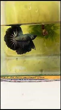 Fighter fish breeding setup tamil #fighterfish #fishbreeding #fishingvideo