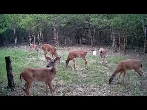 Trail Cam Footage Collins, Missouri