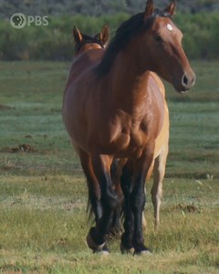 Get your cowboy hats ready because we’re exploring a $1 billion industry: horses. 🐎 #HumanFootprintPBS premieres Wed, July 5 at 9/8c! | PBS