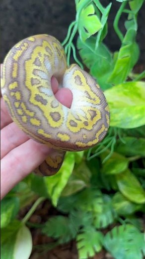 Orbit Lesser Clown - made by PR Snakes - Worlds first