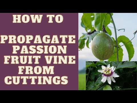 How to Propagate Passion Fruit Vine From Cuttings||Passiflora edulis