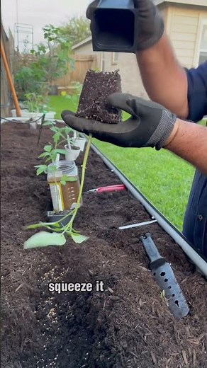 Planting Tomatoes Sideways!