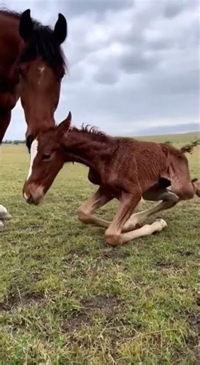 Newborn Foal Takes First Steps Beside Protective Mother Real 4K Wildlife Footage