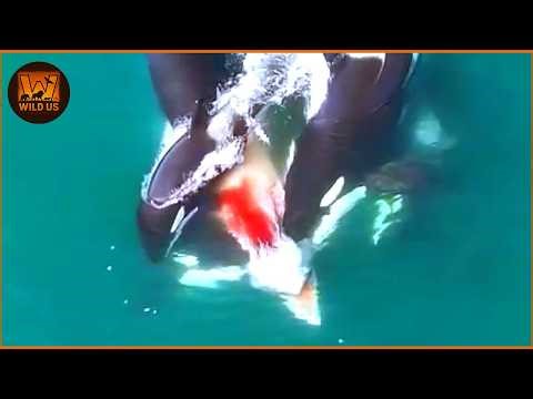 Most Incredible Orca Attacks on Earth Ever Recorded | Wild Animals