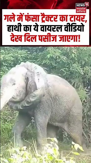 Assam Elephant Viral : गले में फंसा ट्रैक्टर का टायर, हाथी का ये वायरल वीडियो देख दिल पसीज जाएगा!