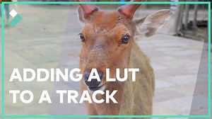 How to Add LUT to Videos | Filmora9