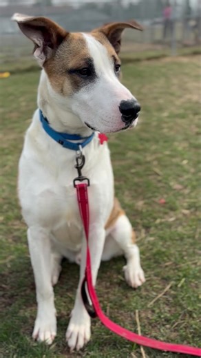 2.2K views · 229 reactions | ✨ Enrique is waiting to meet you!!  ✨ The shelter is open from 11 am - 3 pm today and we’re filled with pups of all ages and sizes. If you’re interested in meeting dogs, an application must be on file first. You can do so at www.LakeshorePaws.com/adopt | Lakeshore PAWS | Facebook