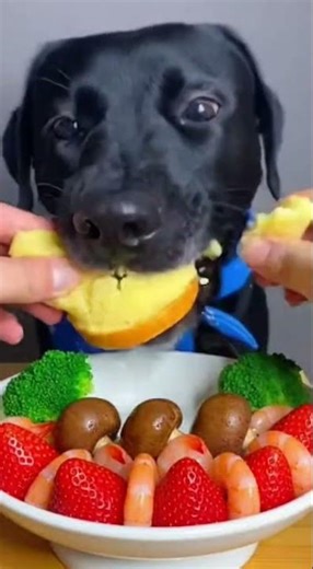 #cute #cat #fuuny #foodshorts #food #eating #eatingshow #foods #yummy #noodles #dogs