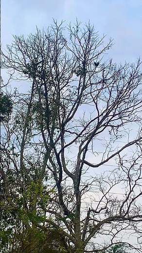 “Um voo estranho… quase uma queda”.