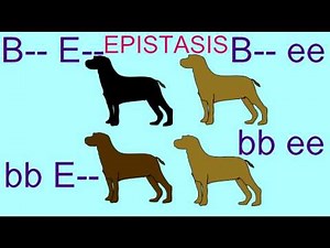 EPISTASIS IN INHERITANCE OF LABRADOR RETRIEVER COAT COLOR