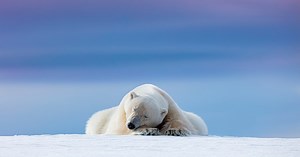 Niedźwiedź polarny – opis, występowanie i zdjęcia. Zwierzę niedźwiedź polarny ciekawostki