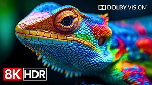 非洲野生动物 OLED 演示｜HDR 8K 超清   杜比视界，原野细节震撼呈现_5