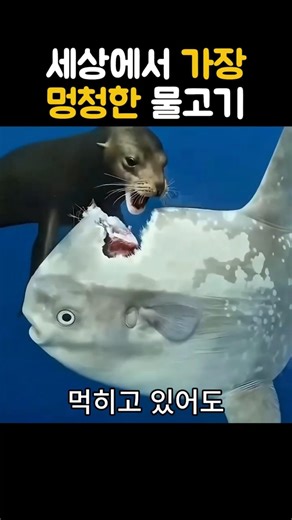 개복치가 살아남는 이유