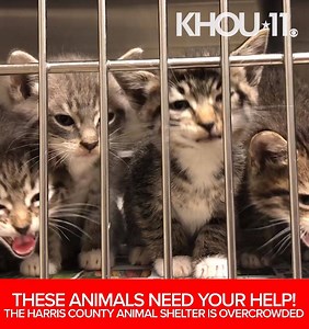PLEASE HELP: They took in 200 pets in just 48 hours! The Harris County Animal Shelter is offering $10 adoptions now through Friday due to overcrowding - https://bit.ly/2W1DqNy #HTownRush | KHOU 11 News