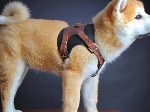 狗狗胸带制作过程#手工皮具 #手工diy #皮具手艺人